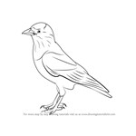 How to Draw a Jackdaw