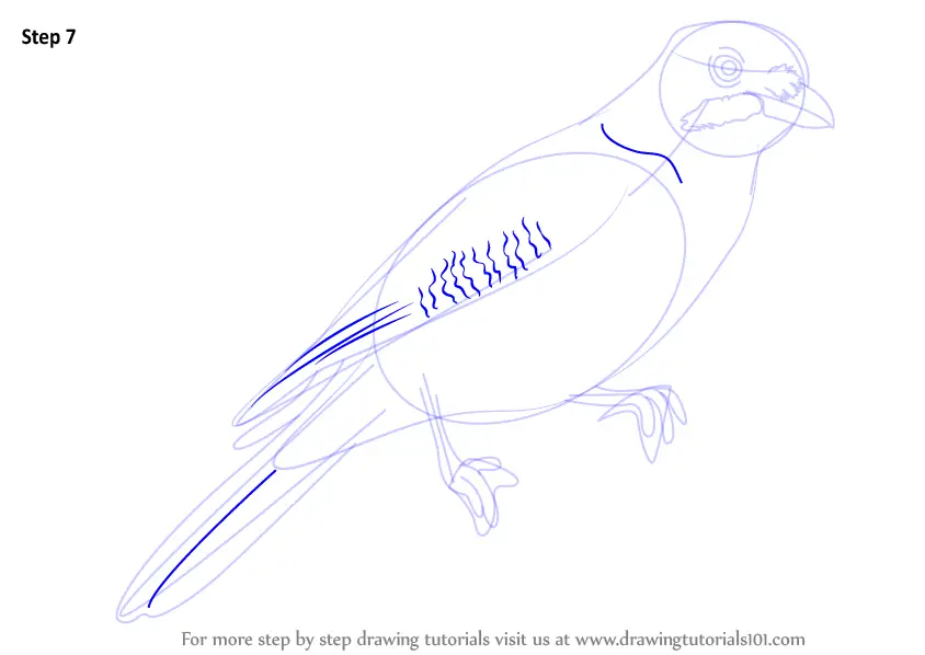 How to Draw a Blue Jay - Really Easy Drawing Tutorial
