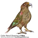 How to Draw a Kea