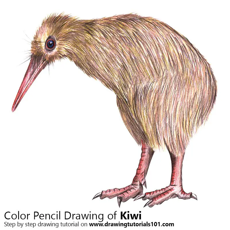 Kiwi Color Pencil Drawing