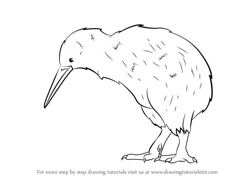 How to Draw a Kiwi Bird