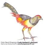 How to Draw a Lady Amherst's Pheasant