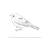 How to Draw a Lapland Longspur
