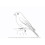 How to Draw a Lesser Redpoll