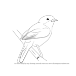How to Draw a Lesser Whitethroat