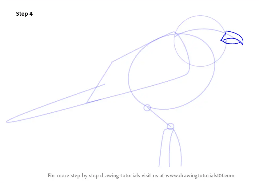 How to Draw a Loggerhead Shrike (Birds) Step by Step ...