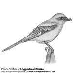How to Draw a Loggerhead Shrike