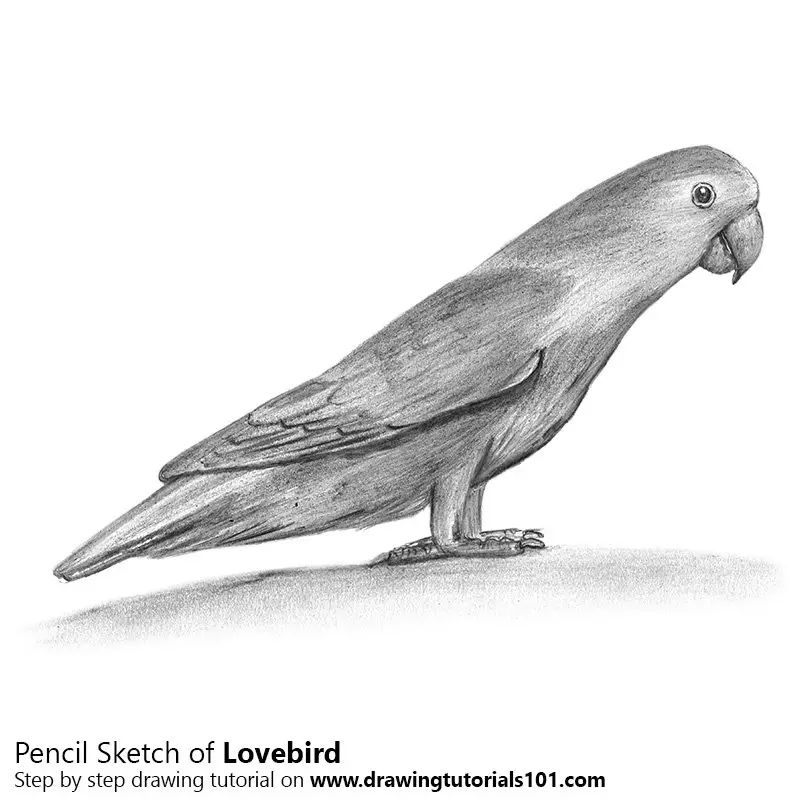 pencil drawing of birds
