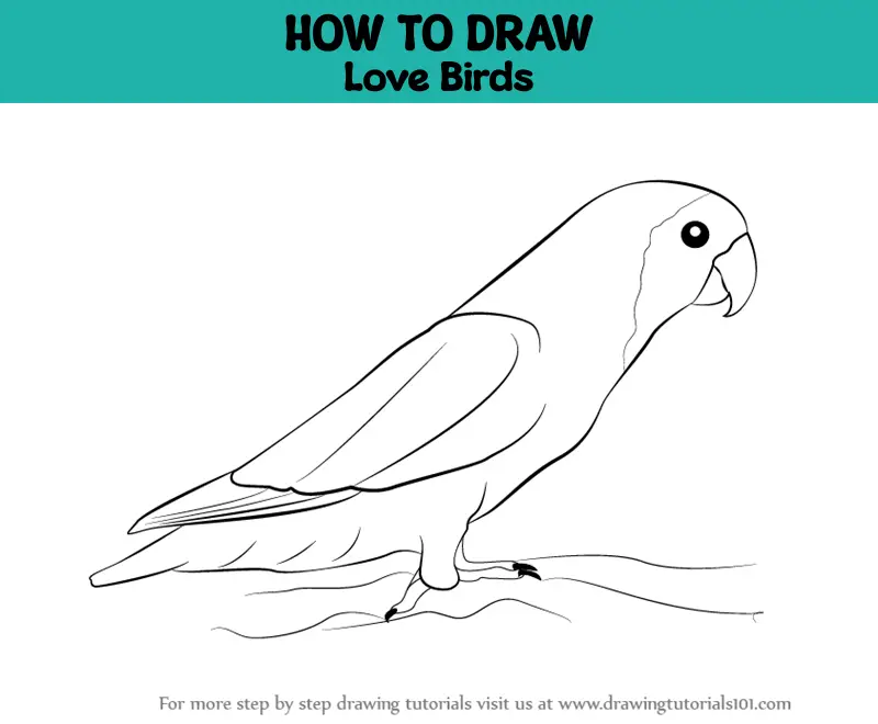 SketchBook Original: How to Draw Birds – Monika Zagrobelna