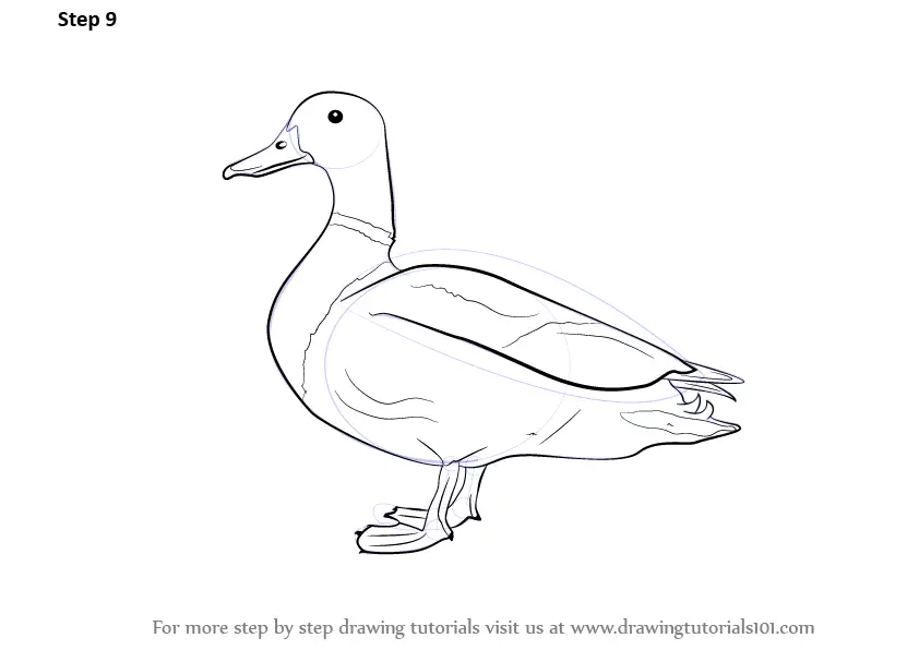 How To Draw A Mallard - Step by step 