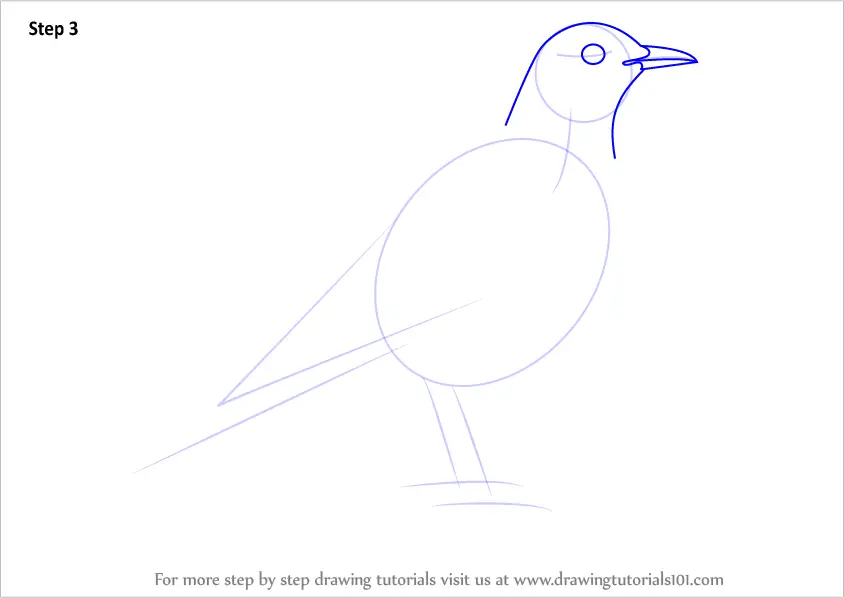 Download 185+ Birds Thrush Coloring Pages PNG PDF File