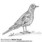 How to Draw a Mistle Thrush
