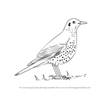 How to Draw a Mistle Thrush