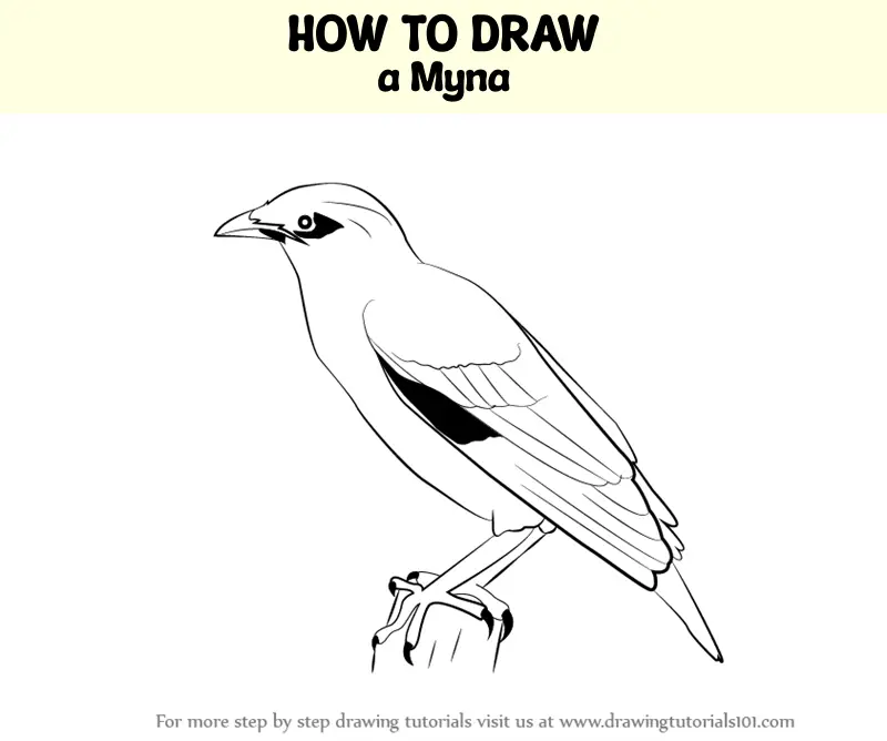 100,000 Sparrow drawing Vector Images | Depositphotos