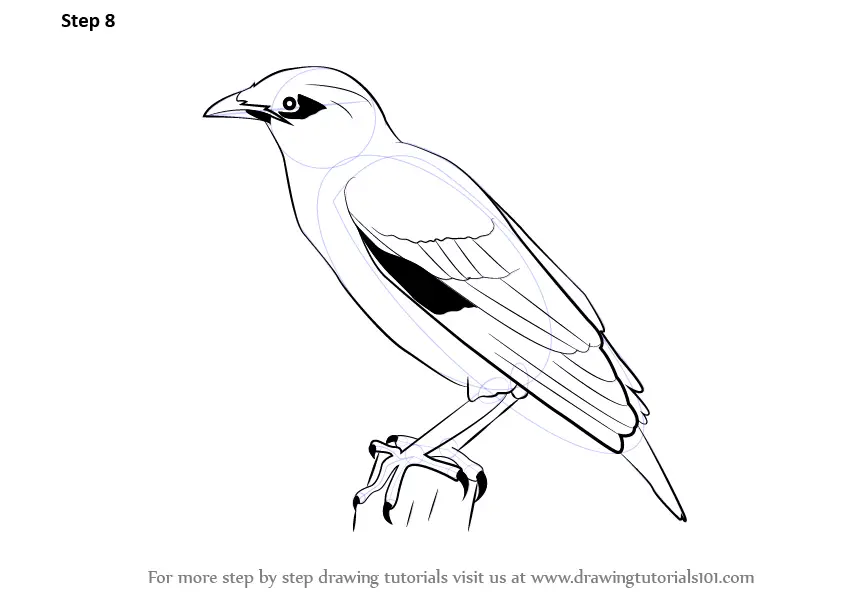 myna coloring pages