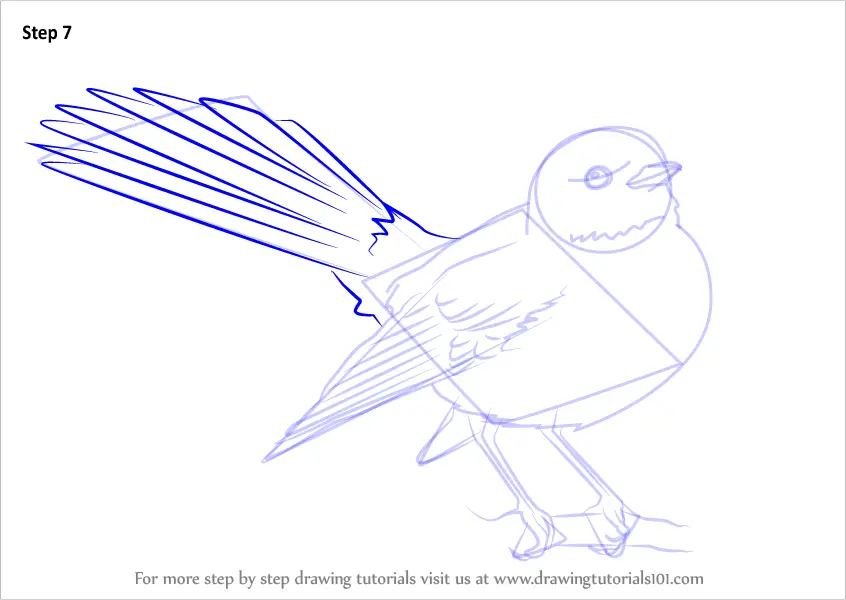 Learn How to Draw New Zealand fantail Birds Step by Step