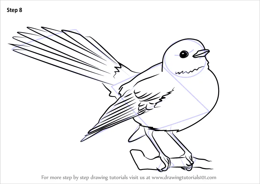 How to Draw New Zealand fantail (Birds) Step by Step