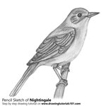 How to Draw a Nightingale