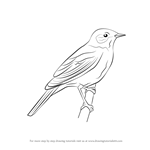 How to Draw a Nightingale