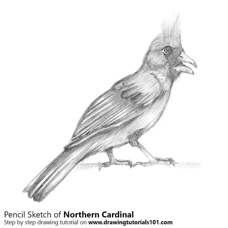 Northern Cardinal Pencil Drawing How to Sketch Northern Cardinal