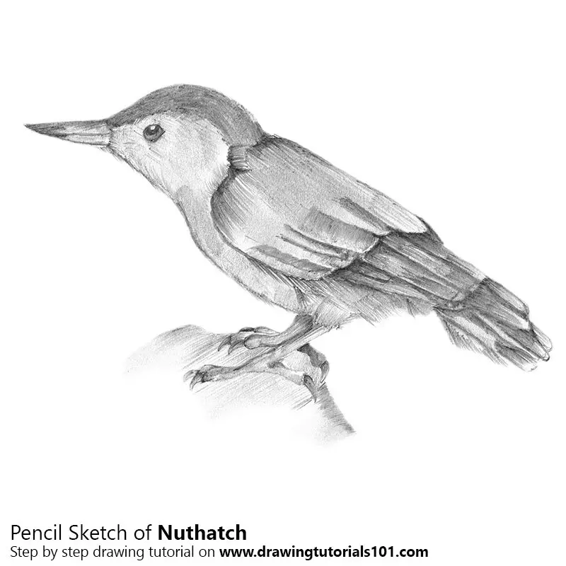 Nuthatch Pencil Drawing - How to Sketch Nuthatch using Pencils ...