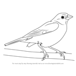 How to Draw a Painted Bunting