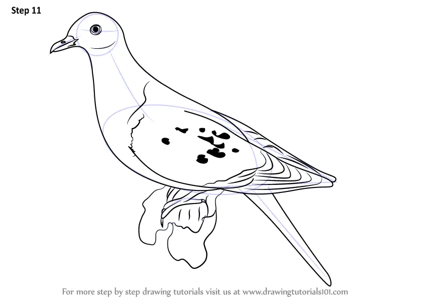How to Draw a Passenger Pigeon (Birds) Step by Step ...