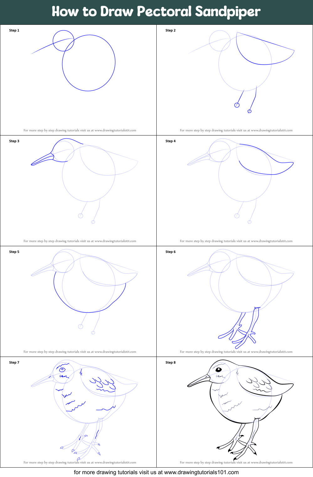 How to Draw Pectoral Sandpiper (Birds) Step by Step ...