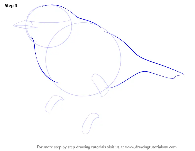 How to Draw a Pied Flycatcher (Birds) Step by Step ...