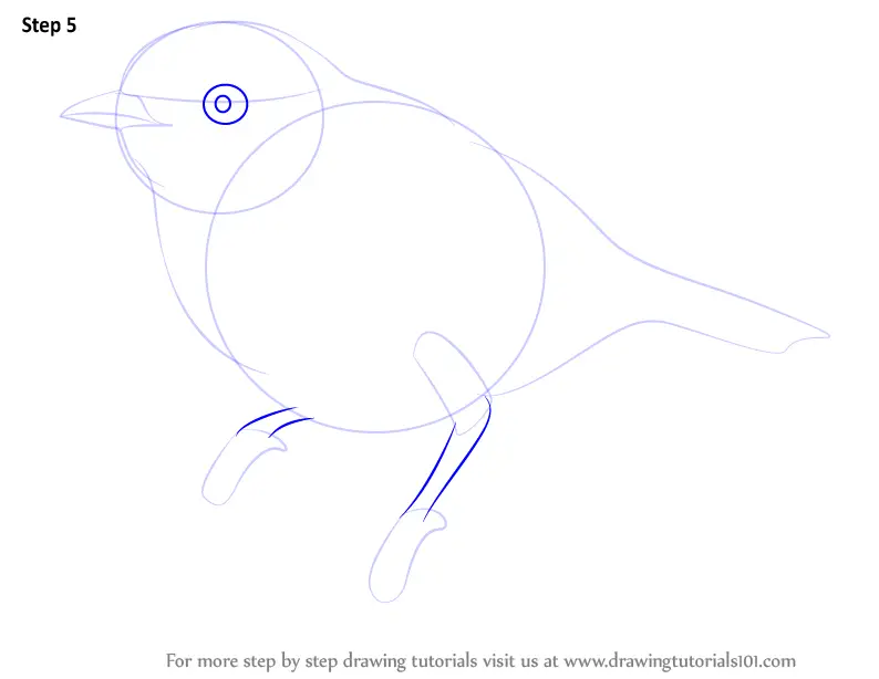 How to Draw a Pied Flycatcher (Birds) Step by Step ...