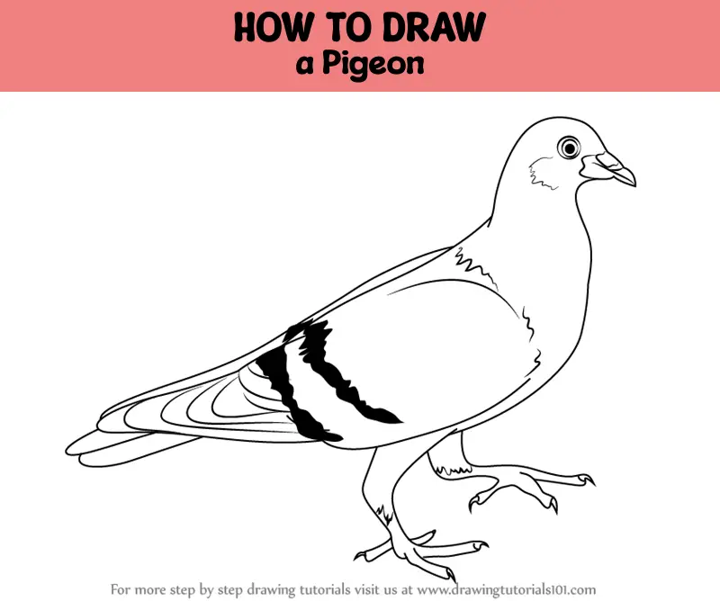 Pigeon Drawing - How To Draw A Pigeon Step By Step