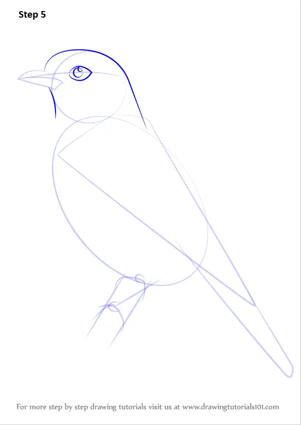 How to Draw a Plum-throated Cotinga (Birds) Step by Step ...