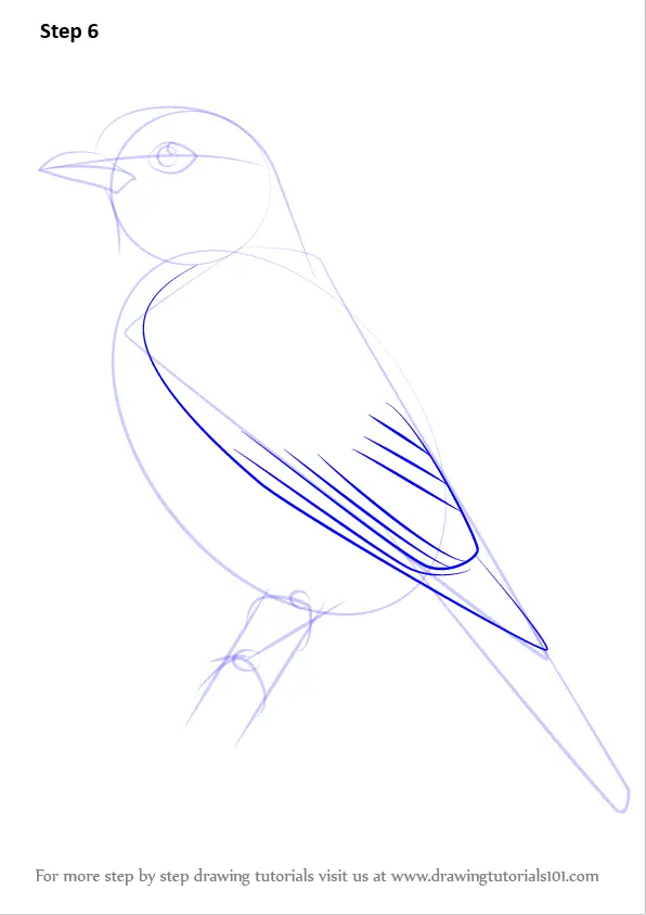 How to Draw a Plum-throated Cotinga (Birds) Step by Step ...