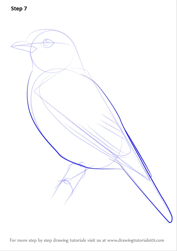 How to Draw a Plum-throated Cotinga (Birds) Step by Step ...