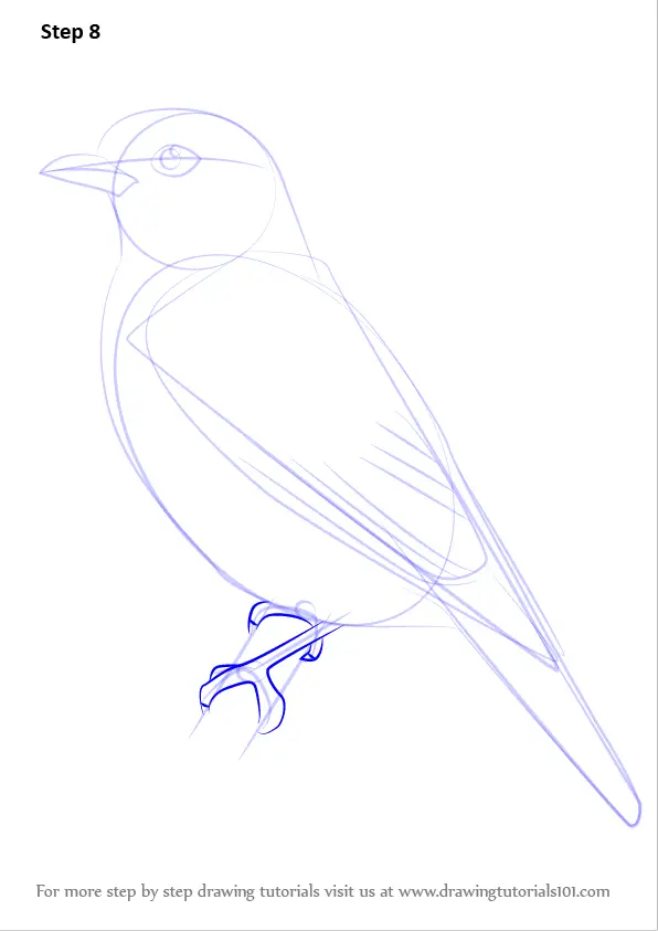 How to Draw a Plum-throated Cotinga (Birds) Step by Step ...