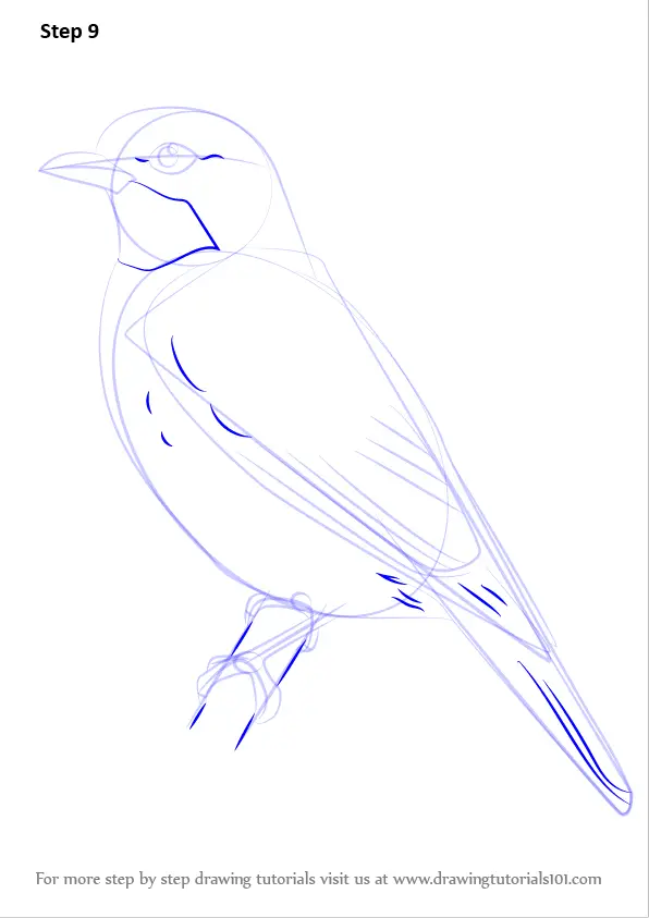 How to Draw a Plum-throated Cotinga (Birds) Step by Step ...