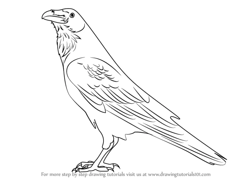 How to Draw a Raven (Birds) Step by Step