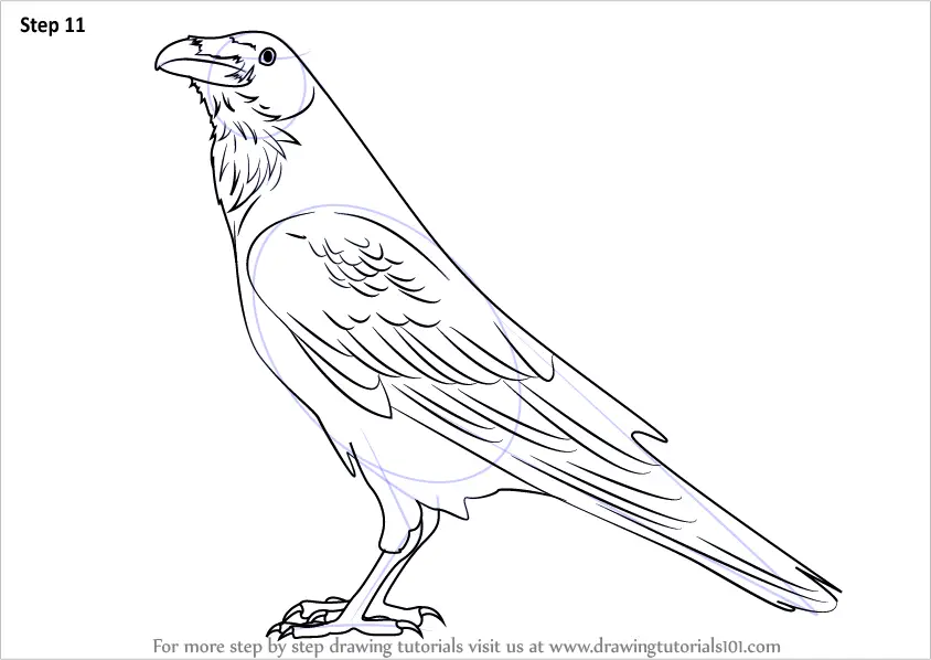 ravens birds drawing