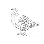 How to Draw a Red Grouse