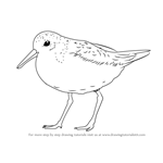 How to Draw a Red Knot