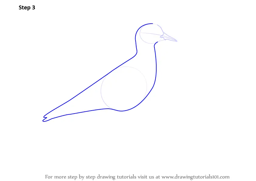 How to Draw a Red-wattled Lapwing (Birds) Step by Step ...