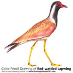 How to Draw a Red-wattled Lapwing