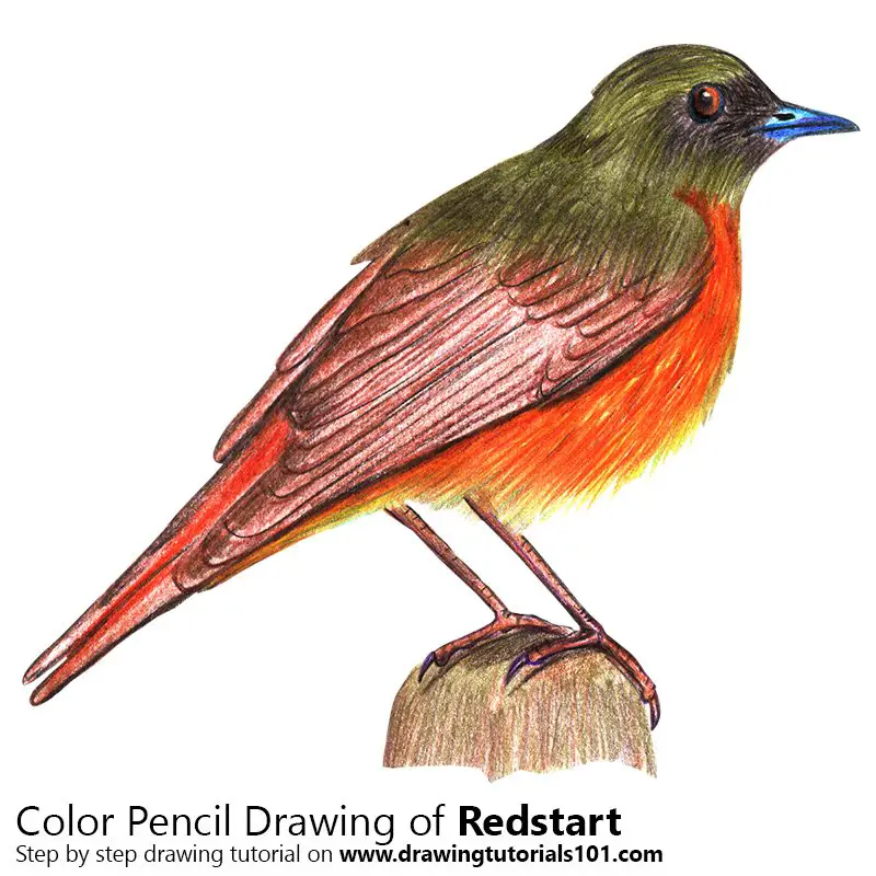 Redstart Color Pencil Drawing
