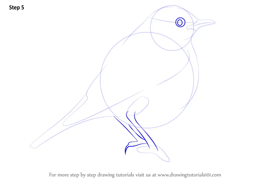 How To Draw A Redstart (birds) Step By Step 