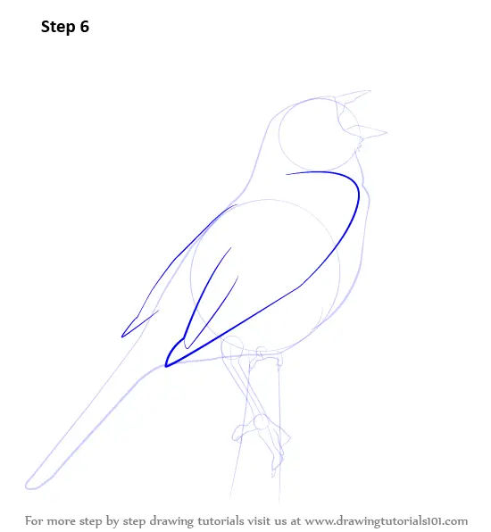 Step by Step How to Draw a Reed Bunting : DrawingTutorials101.com
