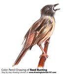 How to Draw a Reed Bunting