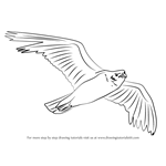 How to Draw a Seagull Flying