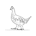 How to Draw a Sharp-Tailed Grouse