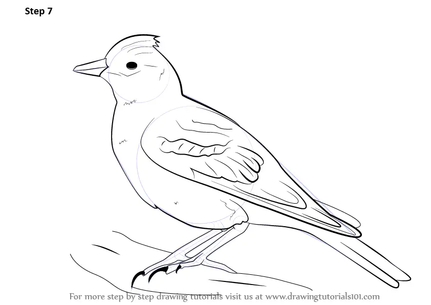 Learn How to Draw a Skylark (Birds) Step by Step : Drawing Tutorials