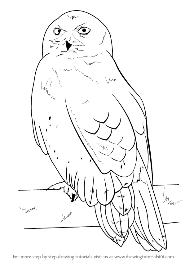 cute snowy owl drawing